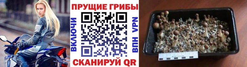 Псилоцибиновые грибы мицелий  Купить закладки  Темников 